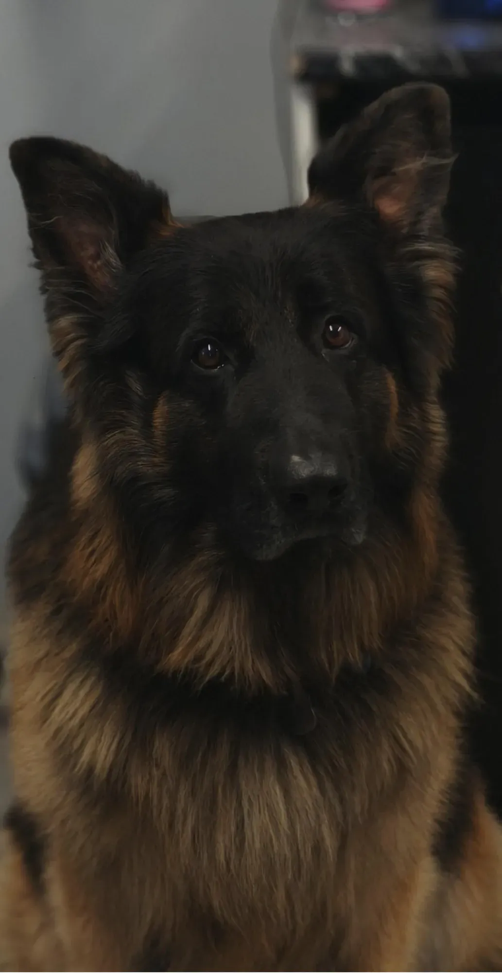 Jax, the workshop dog